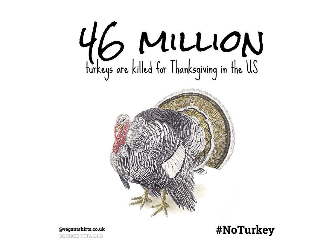 no turkey